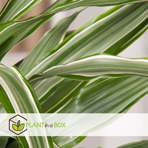 Dracaena deremensis warneckei - 2