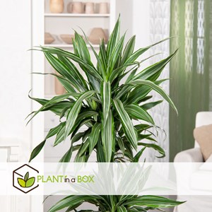 Dracaena deremensis warneckei - 2
