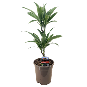Dracaena deremensis warneckei