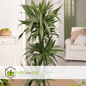 Dracaena deremensis warneckei