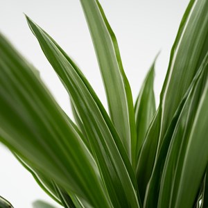 Dracaena deremensis warneckei