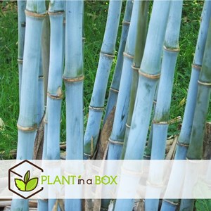 Bambou fargesia grex - 6