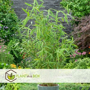 Bambou fargesia grex - 6