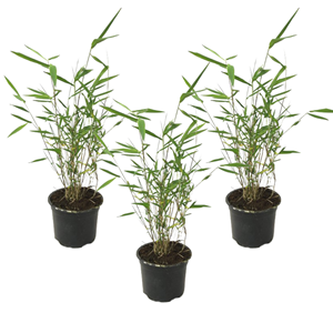 Bambou fargesia grex - 3