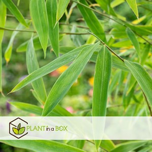 Bambou fargesia grex - 3