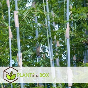 Bambou fargesia grex - 3