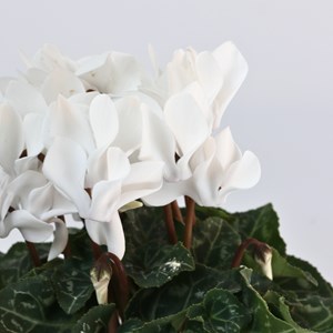Cyclamen blanc - 3