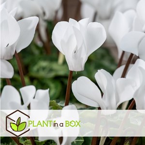 Cyclamen blanc - 3