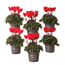 Cyclamen rouge - 6