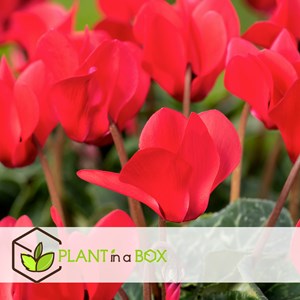 Cyclamen rouge - 6