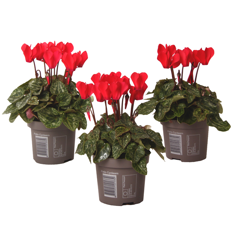 Cyclamen rouge - 3