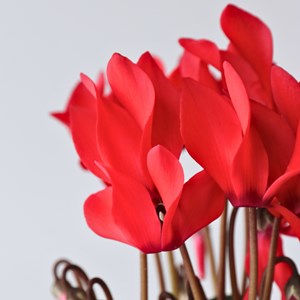 Cyclamen rouge - 3
