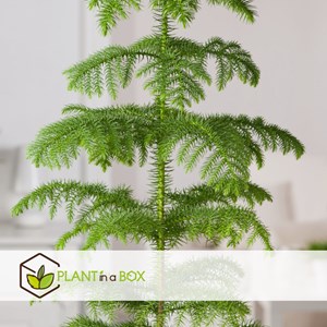 Araucaria room pine xl