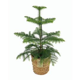 Araucaria room pine en panier