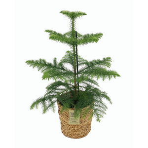 Araucaria room pine en panier