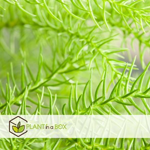 Araucaria room pine en panier