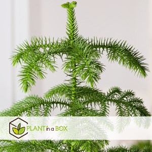 Araucaria room pine en panier