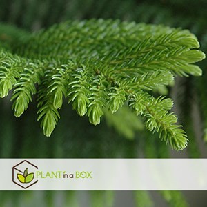 Araucaria room pine en panier