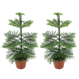 Araucaria room pine - 2
