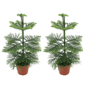 Araucaria 'room pine' - set of 2