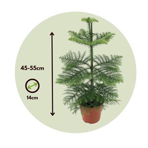Araucaria room pine - 2