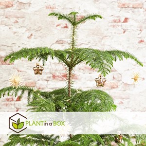 Araucaria room pine - 2