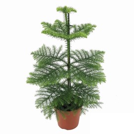 Araucaria pin de chambre