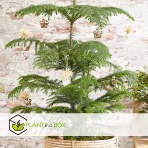 Araucaria pin de chambre