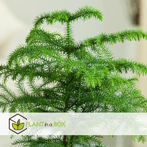 Araucaria pin de chambre