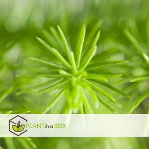 Araucaria pin de chambre