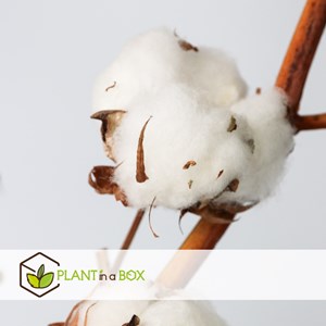 Branche de coton - 3