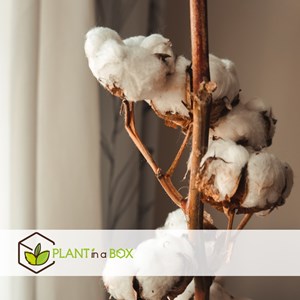 Branche de coton - 3