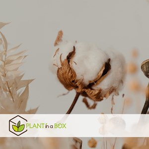 Branche de coton - 3