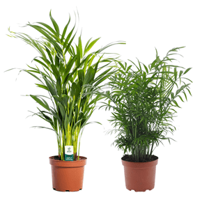 Palmiers de chambre (areca et chamaedore