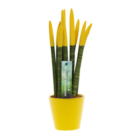 Sansevieria cylindrica jaune