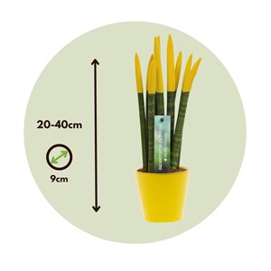 Sansevieria cylindrica jaune