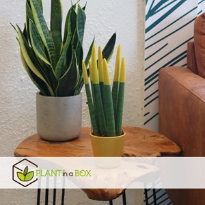 Sansevieria cylindrica jaune