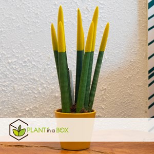 Sansevieria cylindrica jaune