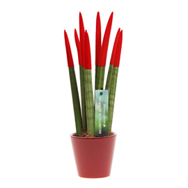Sansevieria cylindrica rouge