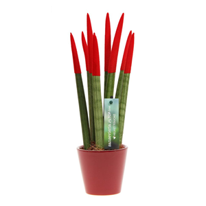 Sansevieria cylindrica rouge