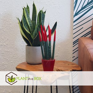 Sansevieria cylindrica rouge
