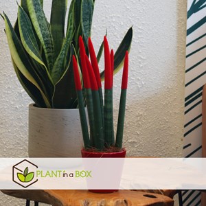 Sansevieria cylindrica rouge
