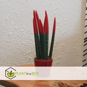 Sansevieria cylindrica rouge