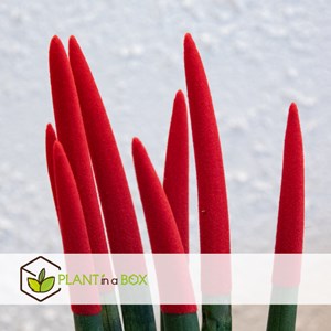 Sansevieria cylindrica rouge