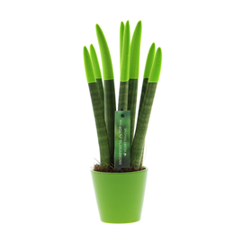 Sansevieria cylindrica velvet touch vert