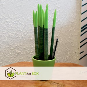 Sansevieria cylindrica velvet touch vert