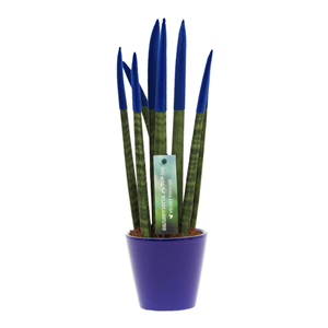 Sansevieria cylindrica velvet touch bleu