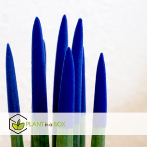 Sansevieria cylindrica velvet touch bleu