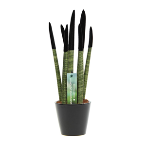 Sansevieria cylindrica velvet touch noir