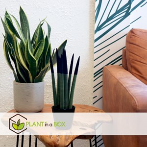 Sansevieria cylindrica velvet touch noir